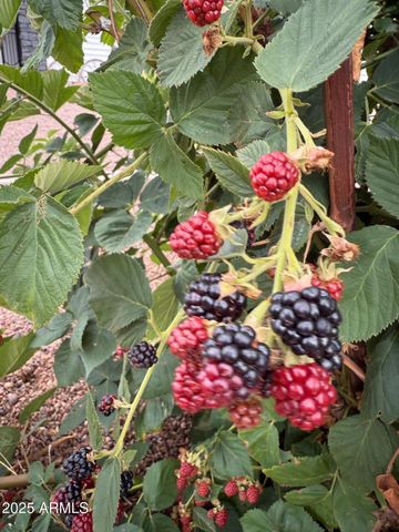 775 N APPLE BLOSSOM Lane, Snowflake, AZ 85937