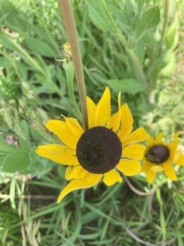 4401 W 111th St S, Peck, KS 67120