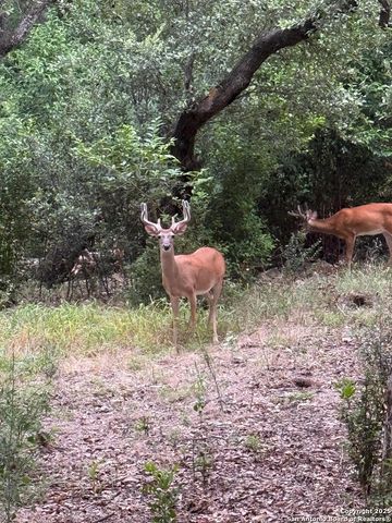 860 rayner ranch, Spring Branch, TX 78070