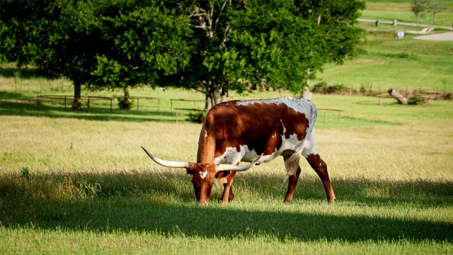 701 W Walcott Street, Pilot Point, TX 76258