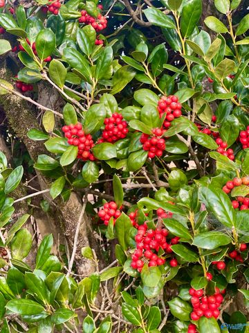 387 Crawford Road, Scottsboro, AL 35768