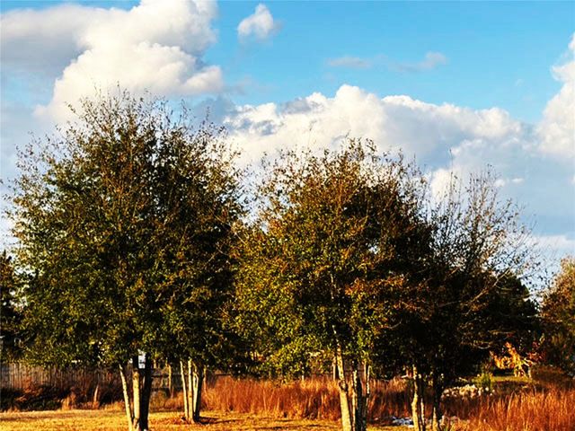 TBD 663 Road 5252, Cleveland, TX 77327