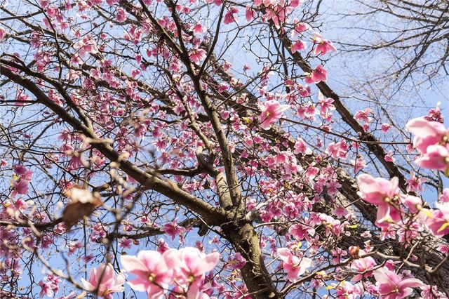 405 Cypress Street, Chico, CA 95928