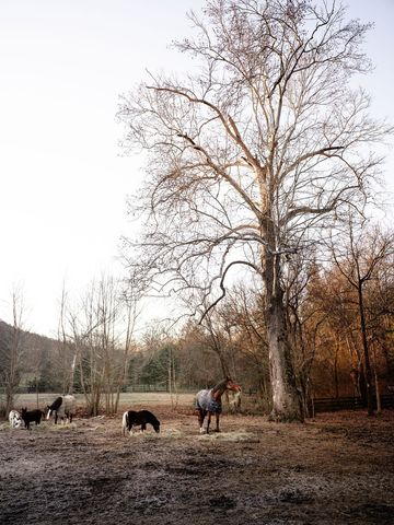 1100 Camwood Way, Franklin, TN 37064