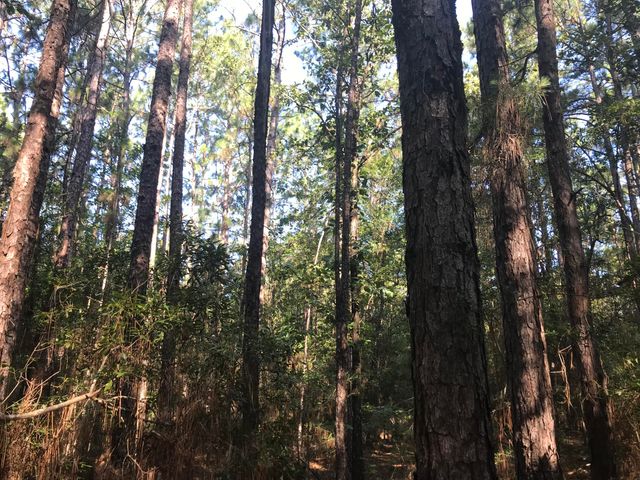 011 Thomas Richard Ln., Hattiesburg, MS 39401