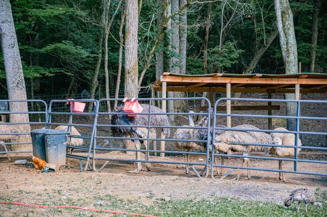 1450 Pleasant Hill Rd, Mcminnville, TN 37110