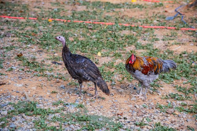 1450 Pleasant Hill Rd, Mcminnville, TN 37110