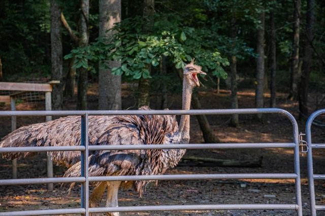 1450 Pleasant Hill Rd, Mcminnville, TN 37110