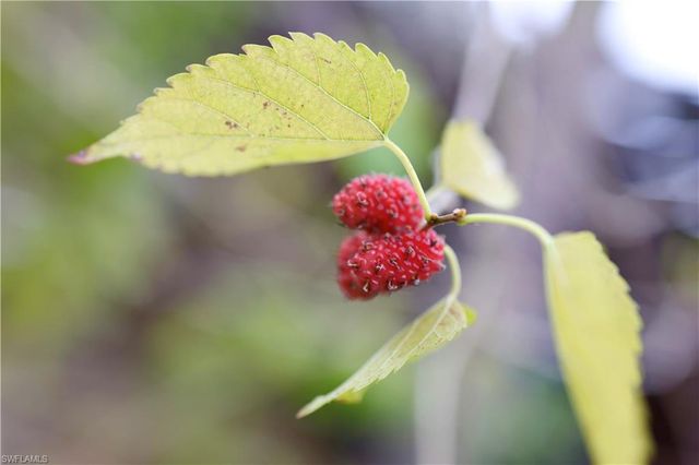 12 35th AVE NW, Naples, FL 34120