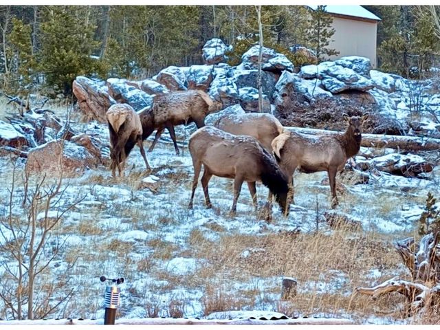 3689 ottawa Way, Red Feather Lakes, CO 80545
