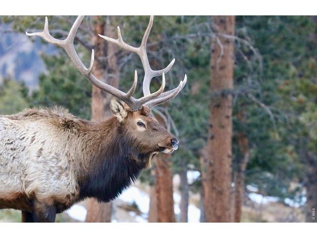 3689 ottawa Way, Red Feather Lakes, CO 80545