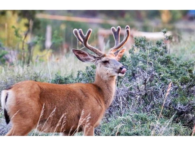 3689 ottawa Way, Red Feather Lakes, CO 80545