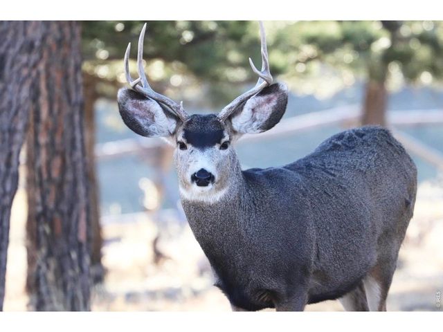 3689 ottawa Way, Red Feather Lakes, CO 80545