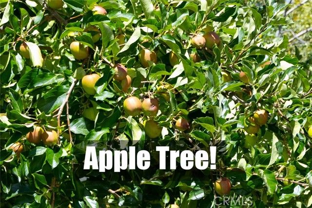 2395 Hunsaker, Running Springs, CA 92382