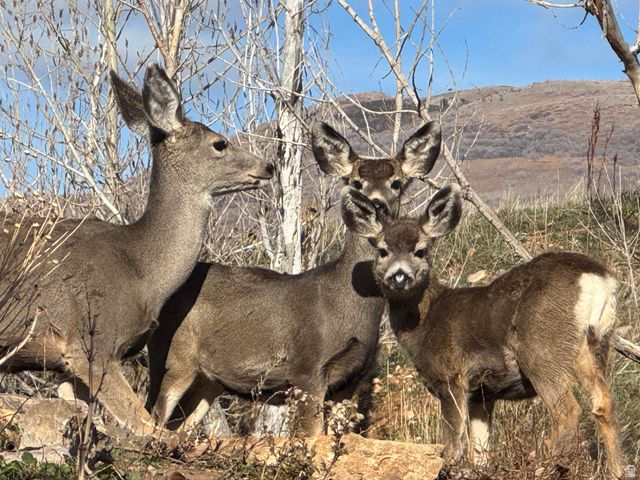 3732 N RIVER DR, Eden, UT 84310