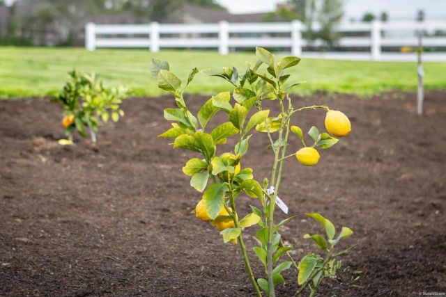 1505 Highgrove Drive, Escondido, CA 92027