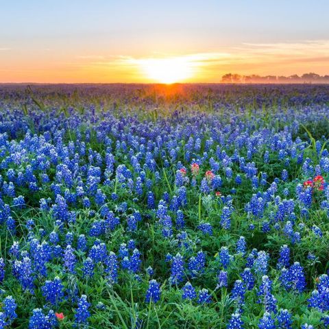 125 Three Oaks LN, Georgetown, TX 78628