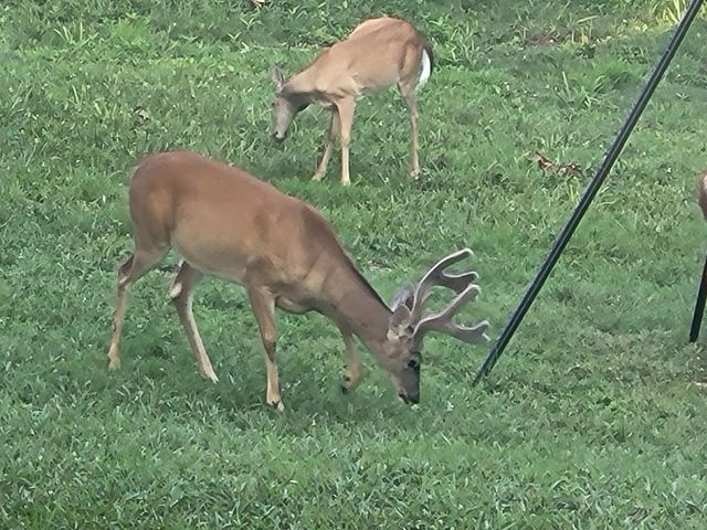 1275 Sunset Inn Road, Branson, MO 65616