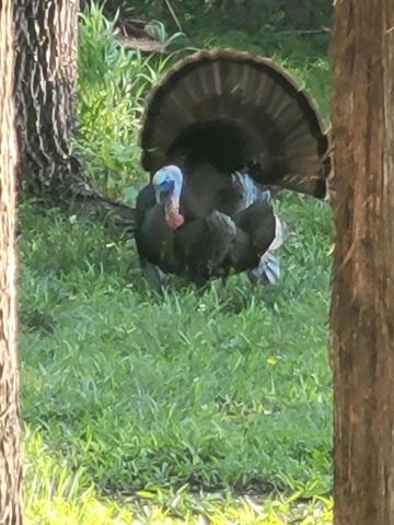 1275 Sunset Inn Road, Branson, MO 65616