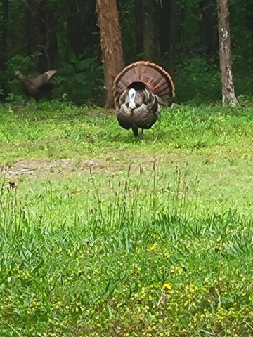 1275 Sunset Inn Road, Branson, MO 65616