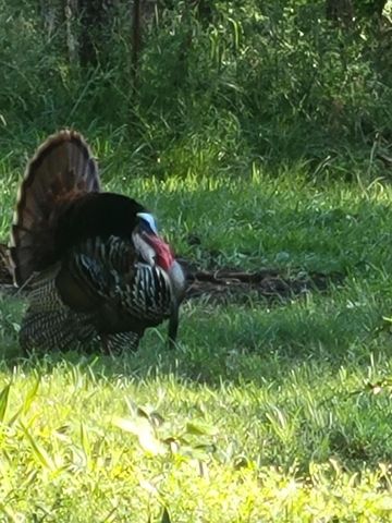 1275 Sunset Inn Road, Branson, MO 65616