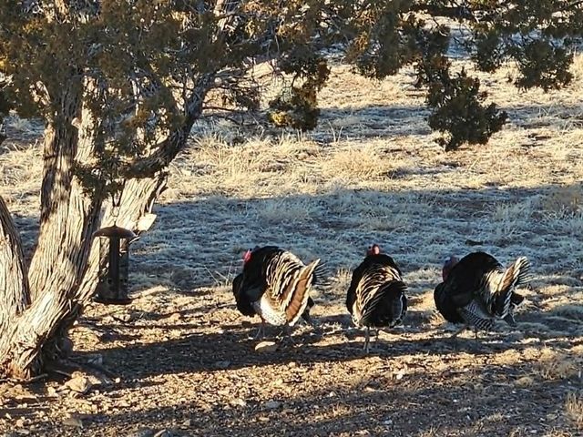 801 Turkey Ridge Rd, Walsenburg, CO 81089