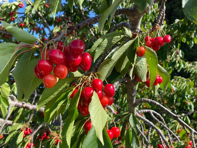 2446 Bing Pl, Union City, CA 94587