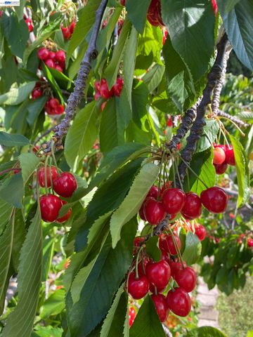 2446 Bing Pl, Union City, CA 94587