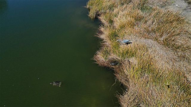 10399 MEDJOOL DRIVE, Venice, FL 34293