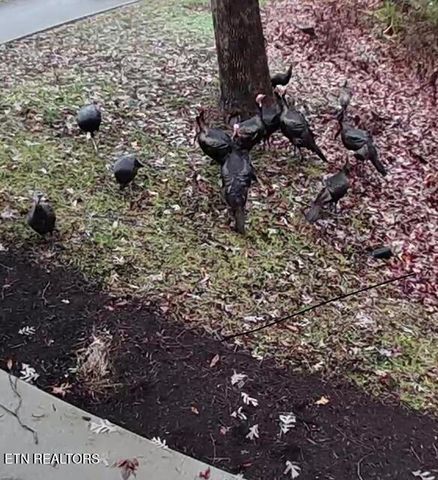 441 Maggie Mack Lane Lane, Sevierville, TN 37862