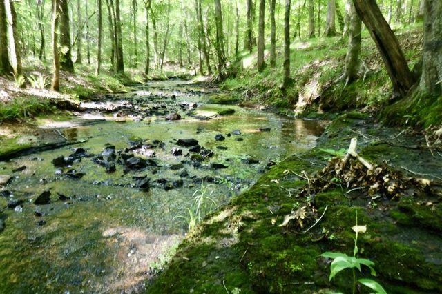 0 Allens Creek Road, Hohenwald, TN 38462