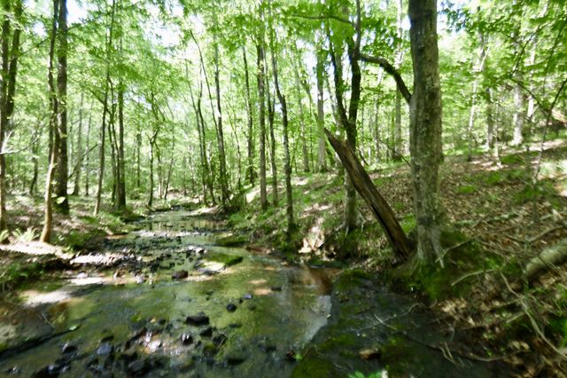 0 Allens Creek Road, Hohenwald, TN 38462
