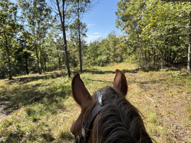 0 Allens Creek Road, Hohenwald, TN 38462