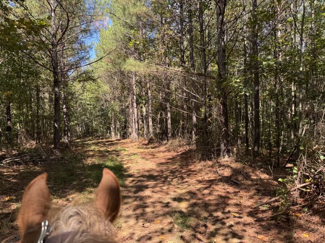 0 Allens Creek Road, Hohenwald, TN 38462