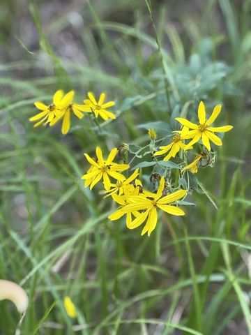 0 Allens Creek Road, Hohenwald, TN 38462