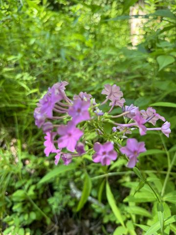 0 Allens Creek Road, Hohenwald, TN 38462