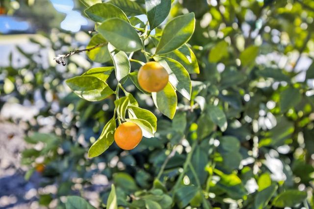 6001 Grant Ave, Carmichael, CA 95608