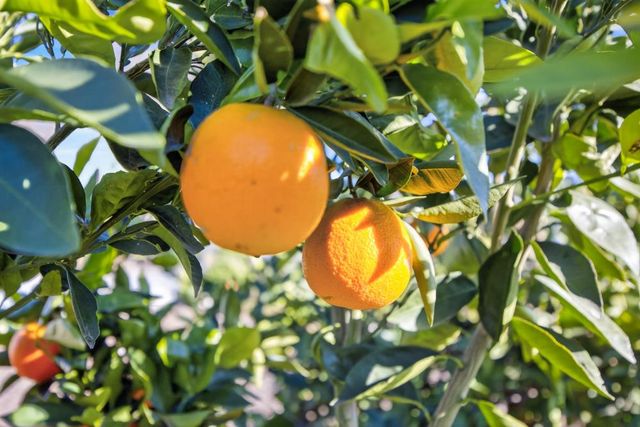 6001 Grant Ave, Carmichael, CA 95608