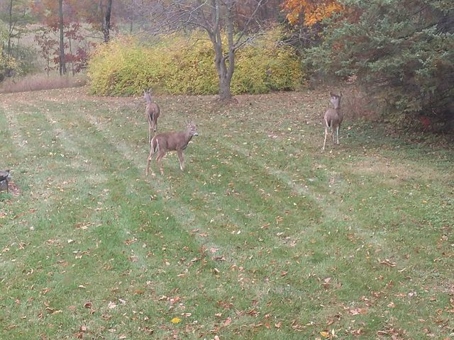 8295 D Drive S, Newton Twp, MI 49033