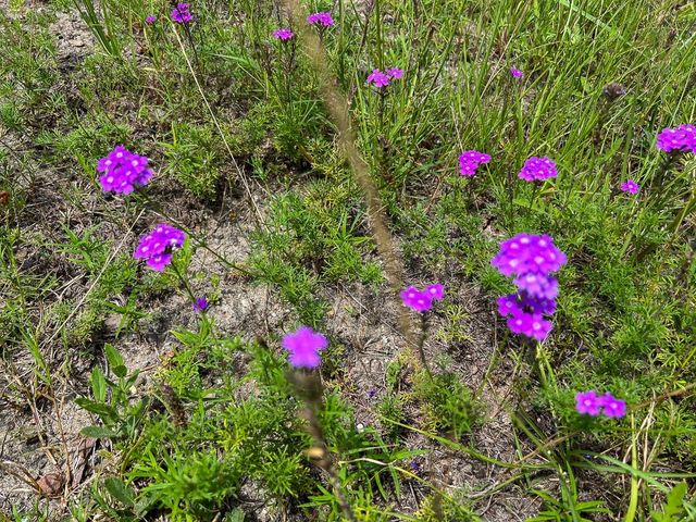 13 Rec Road 255, Colmesneil, TX 75938