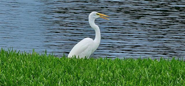 1881 NW 96th Terrace 7F, Pembroke Pines, FL 33024