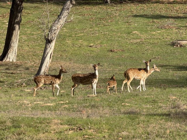 111 Oakmont Drive, New Ulm, TX 78950