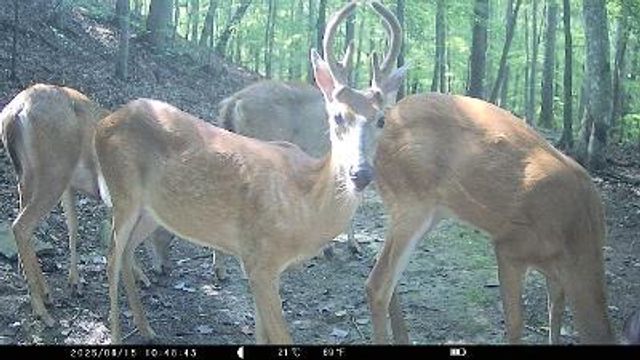 2694 Buck Creek Road, Williamsburg, KY 40769