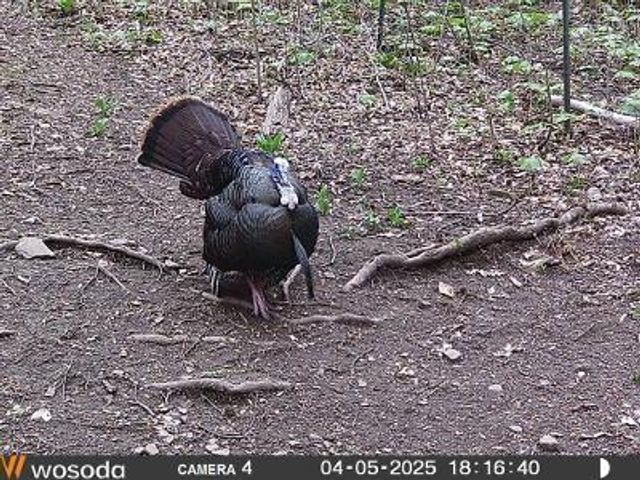 2694 Buck Creek Road, Williamsburg, KY 40769