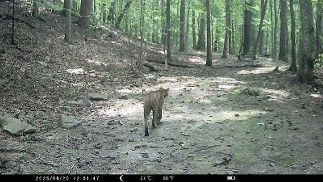 2694 Buck Creek Road, Williamsburg, KY 40769