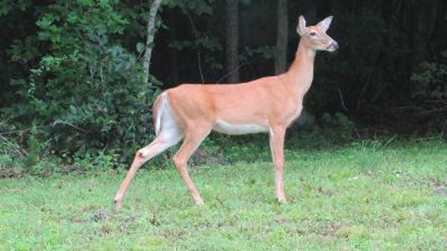 2694 Buck Creek Road, Williamsburg, KY 40769