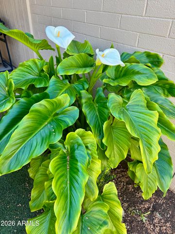 17015 N PINION Lane, Sun City, AZ 85373