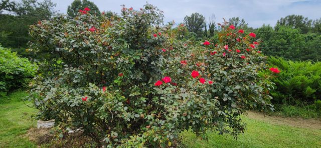 13384 Hardy RD, Hardy, VA 24101