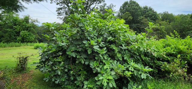 13384 Hardy RD, Hardy, VA 24101