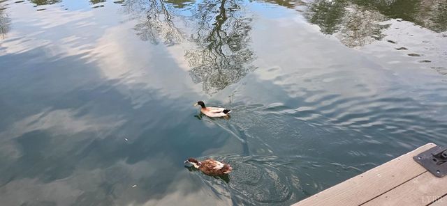 1085 Azalea Drive, Moneta, VA 24121